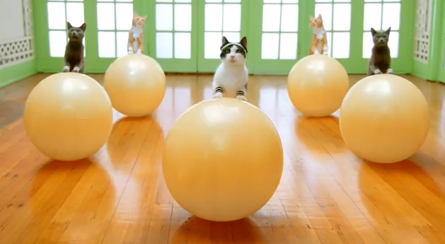 Get your cat in shape with aerobics