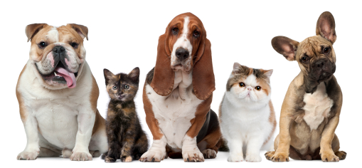 Should petcare brands make more use of Experiential Marketing?